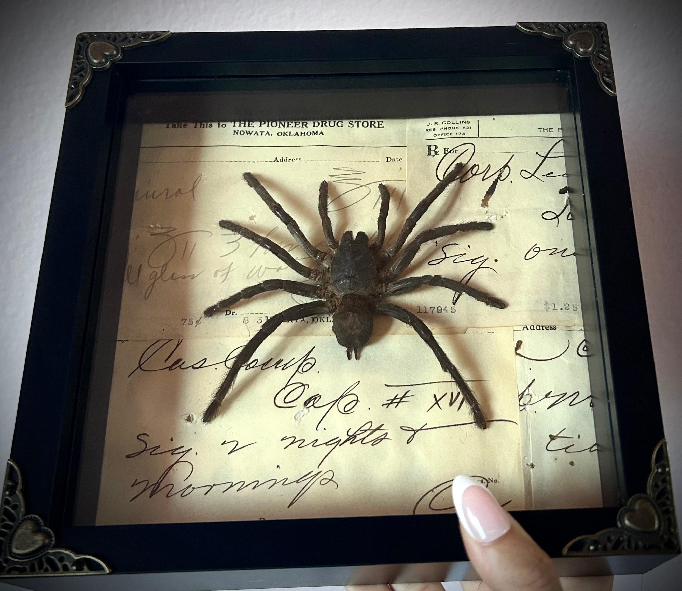 Real Preserved Tarantula Shadow Box - Curio Cabinet Specimen